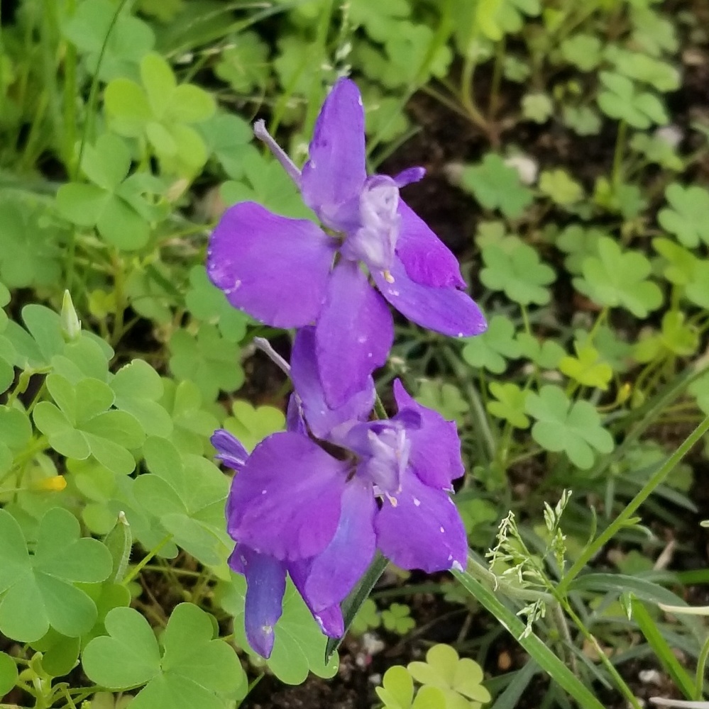 Meet your Posher, Stacy